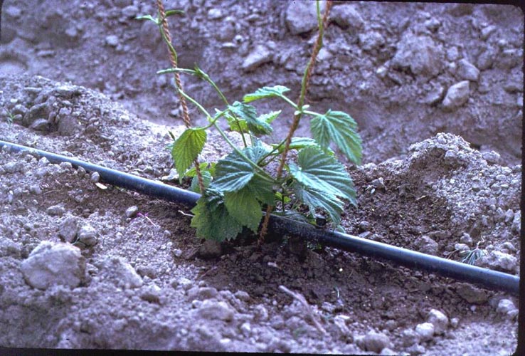 MicroIrrigationPhoto_377