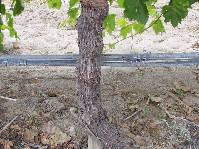 MicroIrrigationPhoto_402