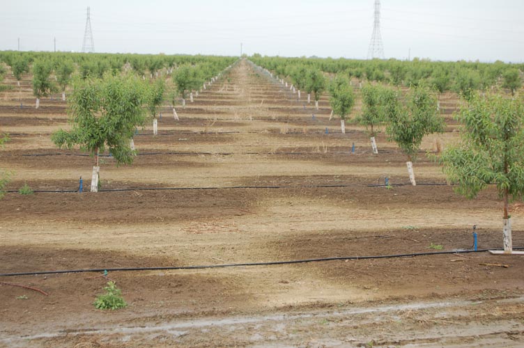 MicroIrrigationPhoto_412
