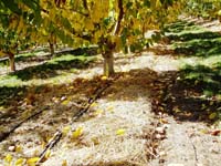 MicroIrrigationPhoto_376