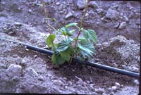MicroIrrigationPhoto_377