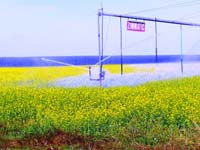 CenterPivotPhoto_087